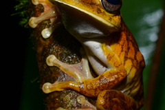 Hypsiboas-rosenberi-11-of-20