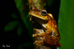 Hypsiboas-rosenberi-12-of-20
