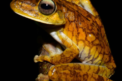 Hypsiboas-rosenberi-13-of-20