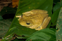 Hypsiboas-rosenberi-18-of-20