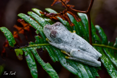 Hypsiboas-rosenberi-20-of-20