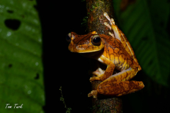 Hypsiboas-rosenberi-9-of-20