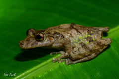 Kostarika23-299-of-455