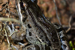 Leptodactylus-insularum-1-of-1
