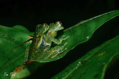 Sachatamia-albomaculata-1-of-2