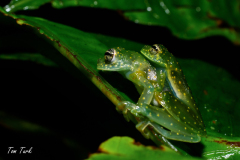 Sachatamia-albomaculata-2-of-2