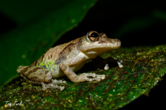 Scinax-boulangeri-1