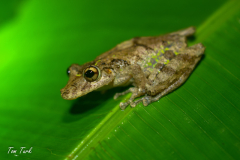 Scinax-boulangeri-3