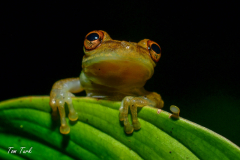 Scinax-elaeochroa-11-of-16