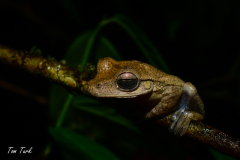 Scinax-elaeochroa-7-of-16