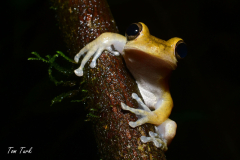 Smilisca-sordida-12-of-13