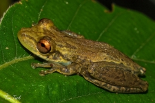 žabe/frogs