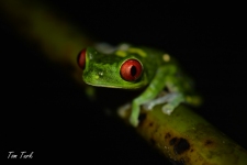 žabe/frogs