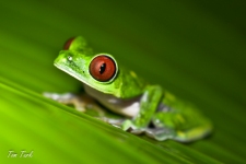 žabe/frogs