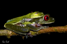 žabe/frogs
