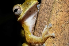žabe/frogs
