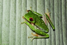 žabe/frogs