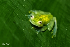 žabe/frogs