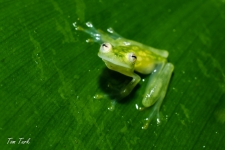 žabe/frogs