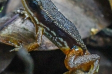 žabe/frogs
