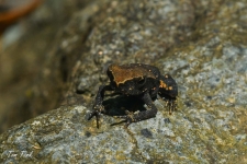 žabe/frogs