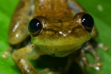 žabe/frogs