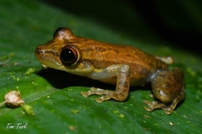 žabe/frogs