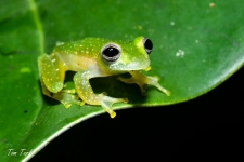 žabe/frogs
