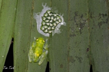 žabe/frogs