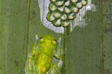 žabe/frogs