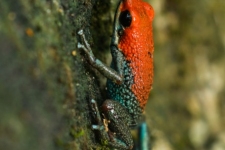 žabe/frogs