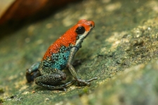 žabe/frogs