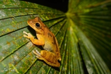žabe/frogs