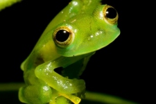 žabe/frogs