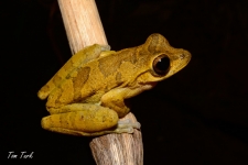 žabe/frogs