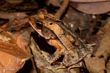 žabe/frogs