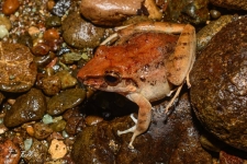 žabe/frogs