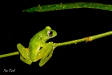 žabe/frogs