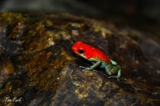 žabe/frogs