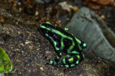 žabe/frogs