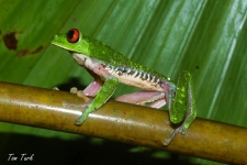 žabe/frogs