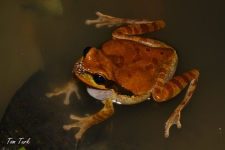 žabe/frogs