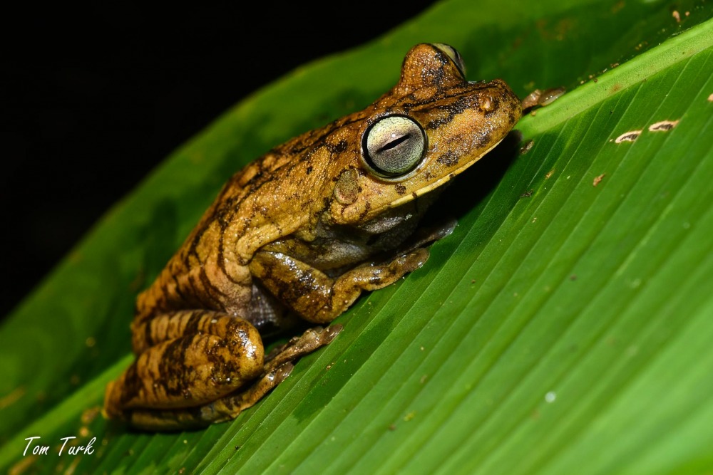 žabe/frogs