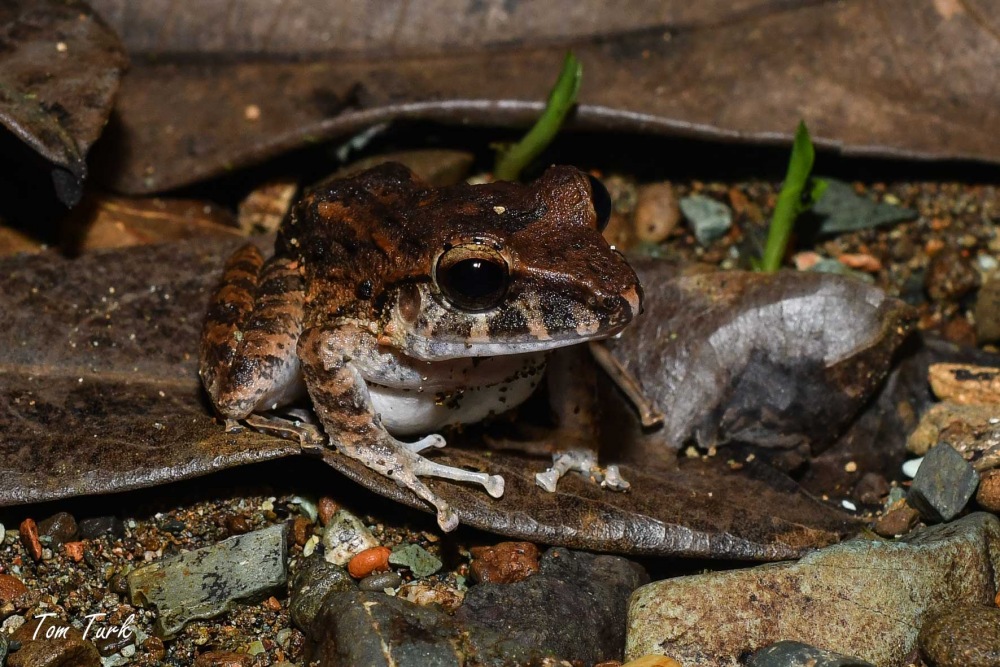 žabe/frogs