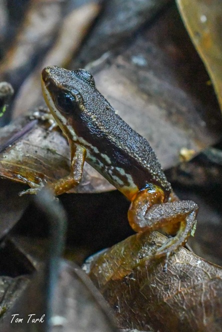 žabe/frogs