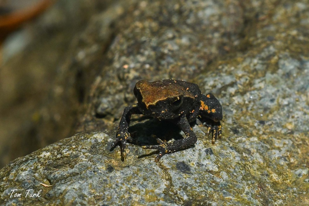 žabe/frogs