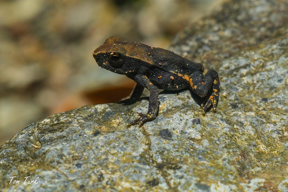 žabe/frogs