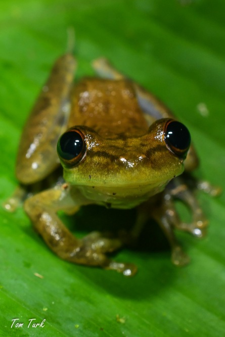 žabe/frogs