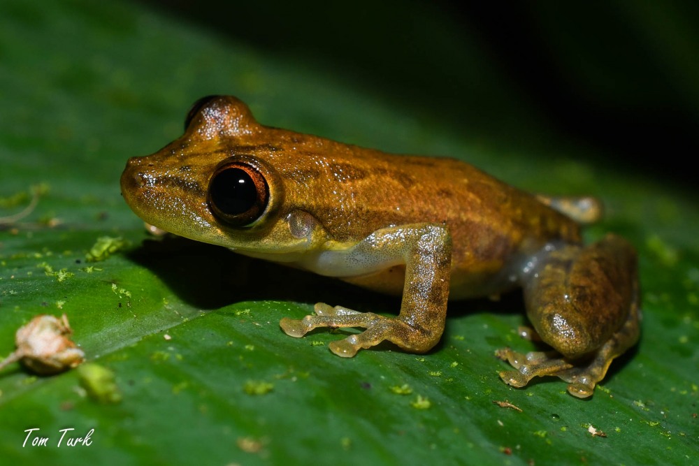 žabe/frogs