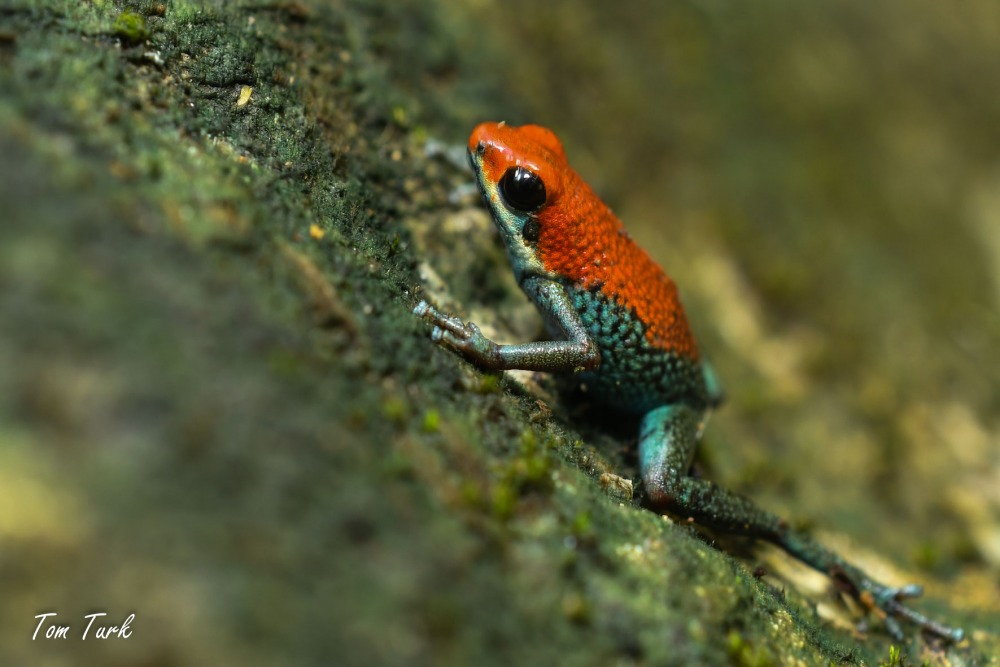 žabe/frogs